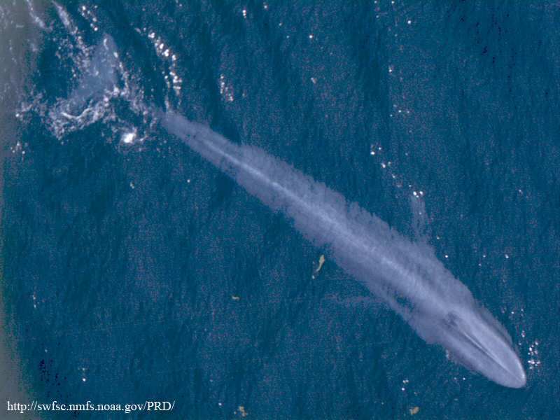 An overhead view of a blue whale