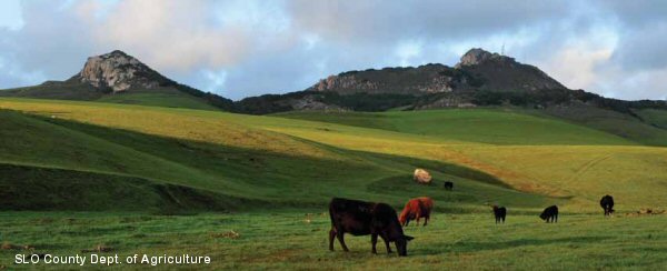 Cattle grazing on a hillside