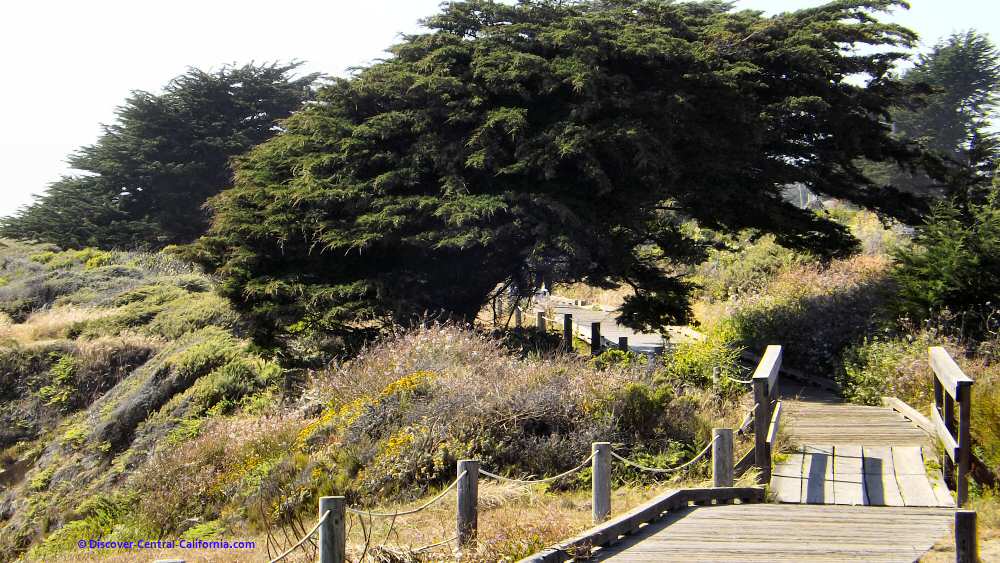 Cypress archway over the Moonstone Beach boardwalk