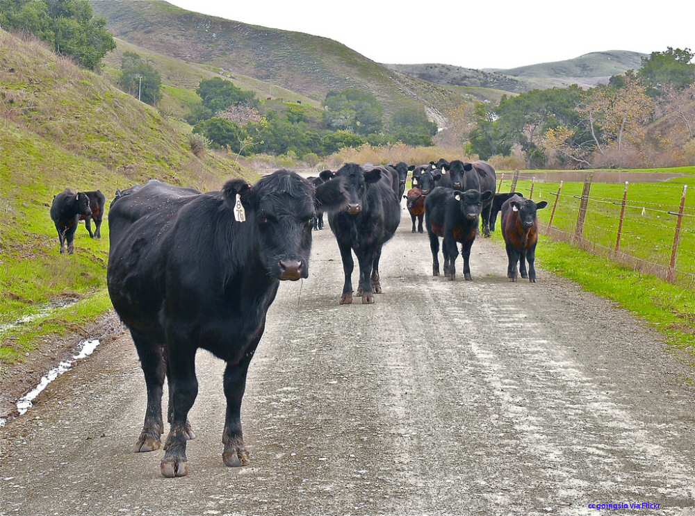 cattle jam in Cayucos