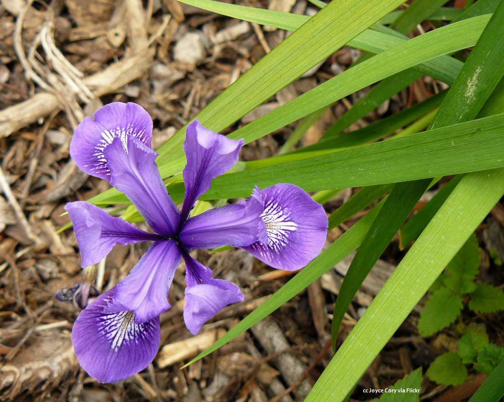 Wild Iris at Montana de Oro