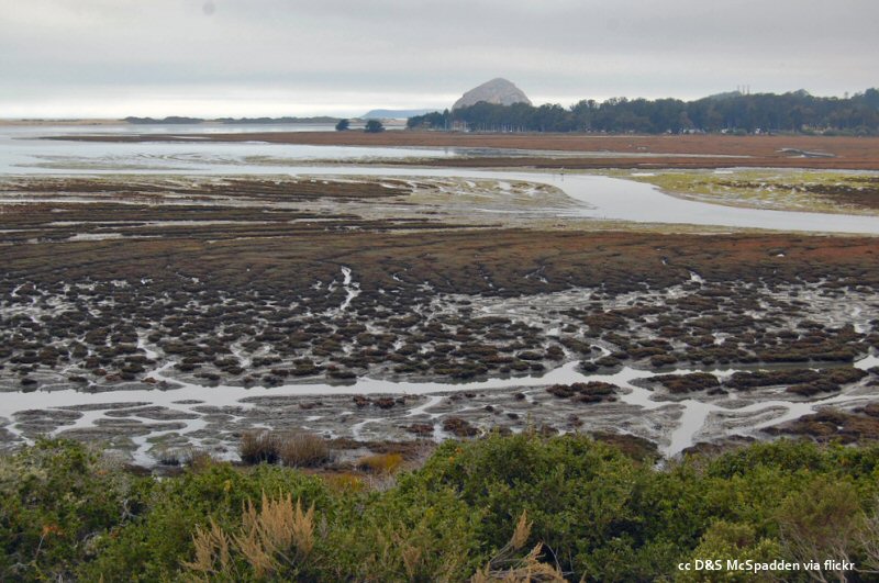 The Morro Bay estuary viewed from the Elfin Forest