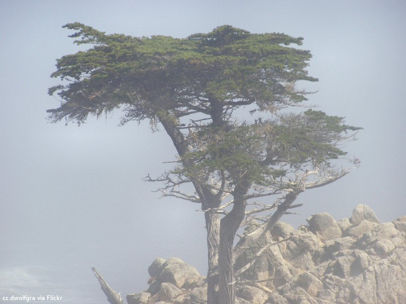Foggy days at the lone cypress
