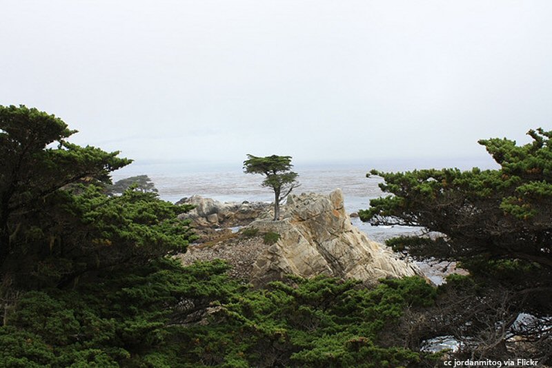 The lone cypress framed by its siblings