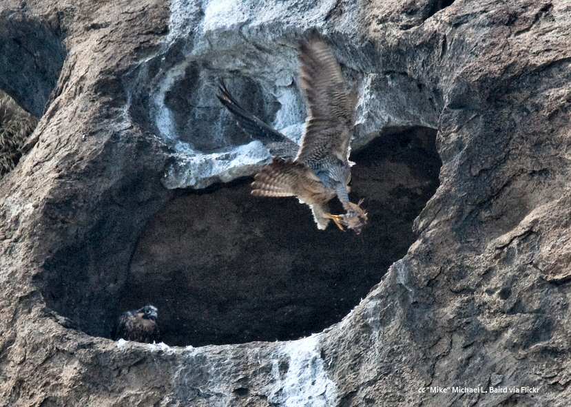 A peregrine falcon aerie on Morro Rock