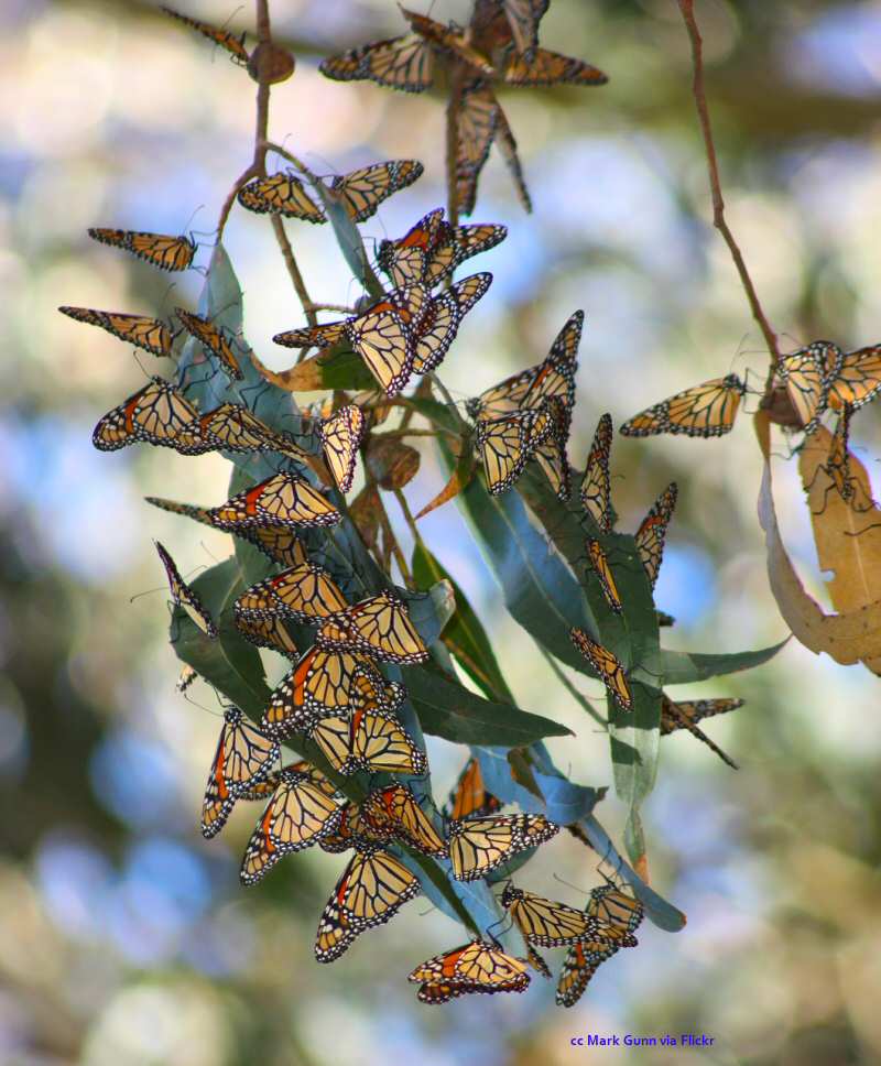 A cluster of monarchs
