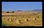 Thumbnail photo of baled hay in a California hay field