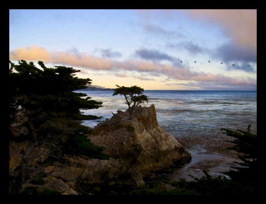 The lone cypress at Pebble Beach