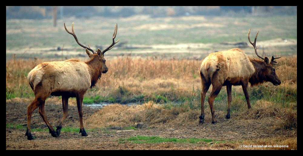 Tule Elk bulls