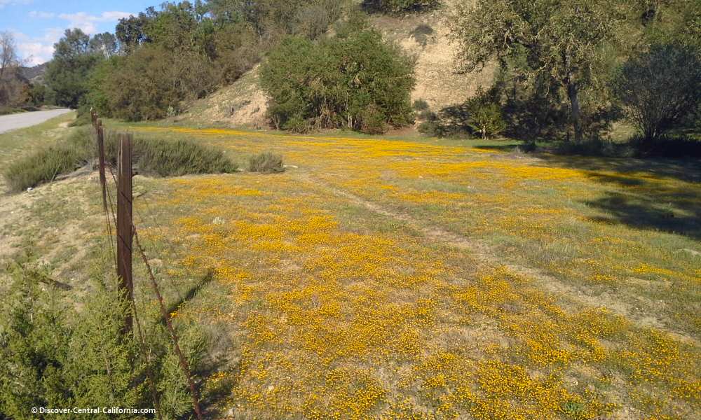A field of DYC on Vineyard Canyon Road