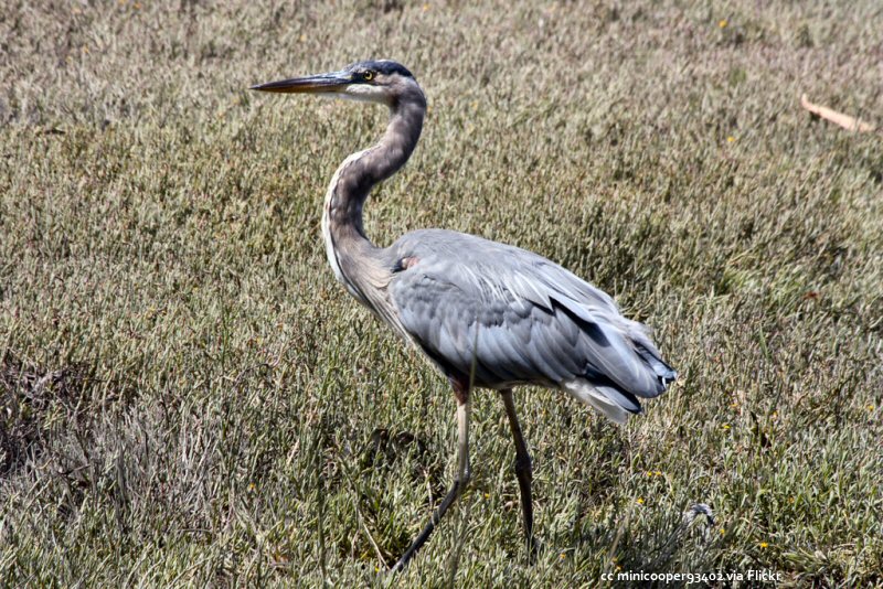 Great Blue Heron at Sweet Springs Nature Preserve in Los Osos on Morro Bay