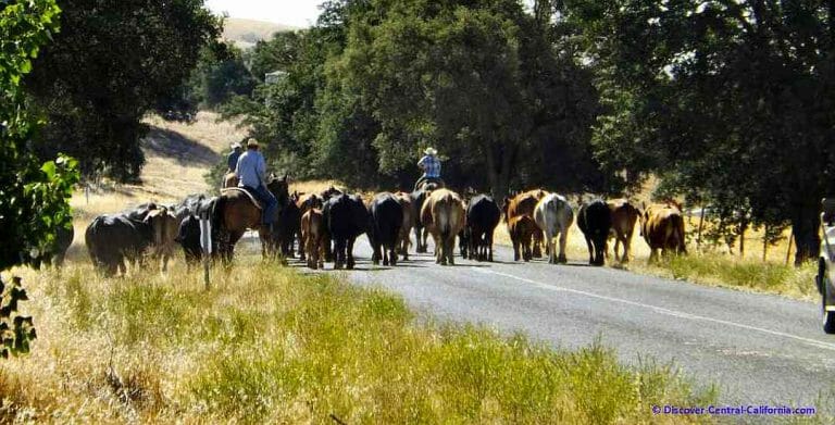 California Cattle Drive – Moving cattle on horseback in Central California