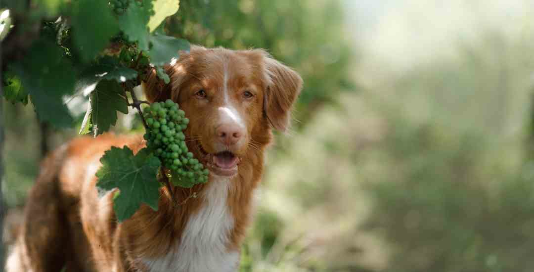 Dog friendly wineries and vineyards