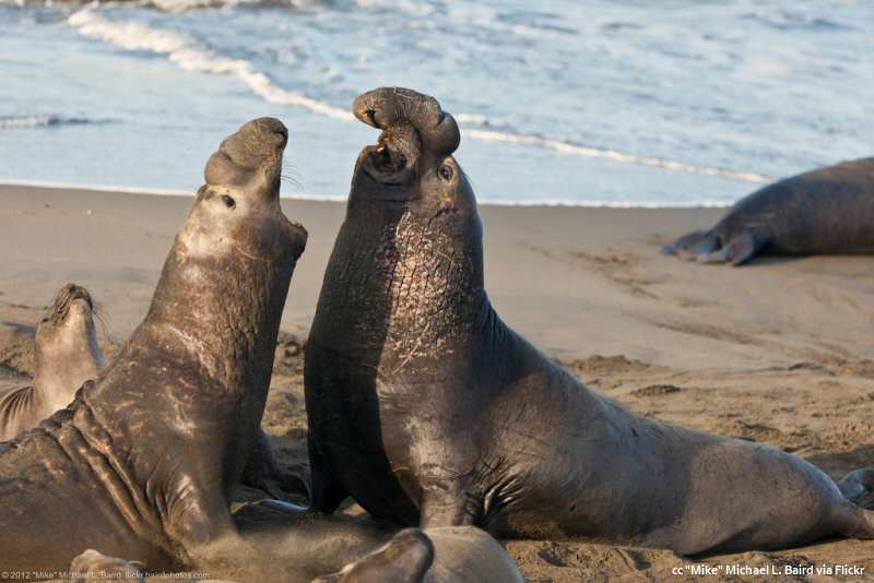 Two sea lions are playing on the beach.