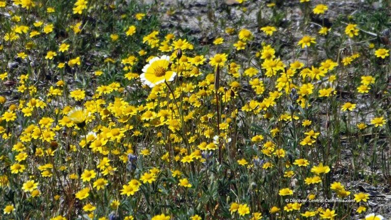 Shell Creek Road – The premier wildflower spot in Central California