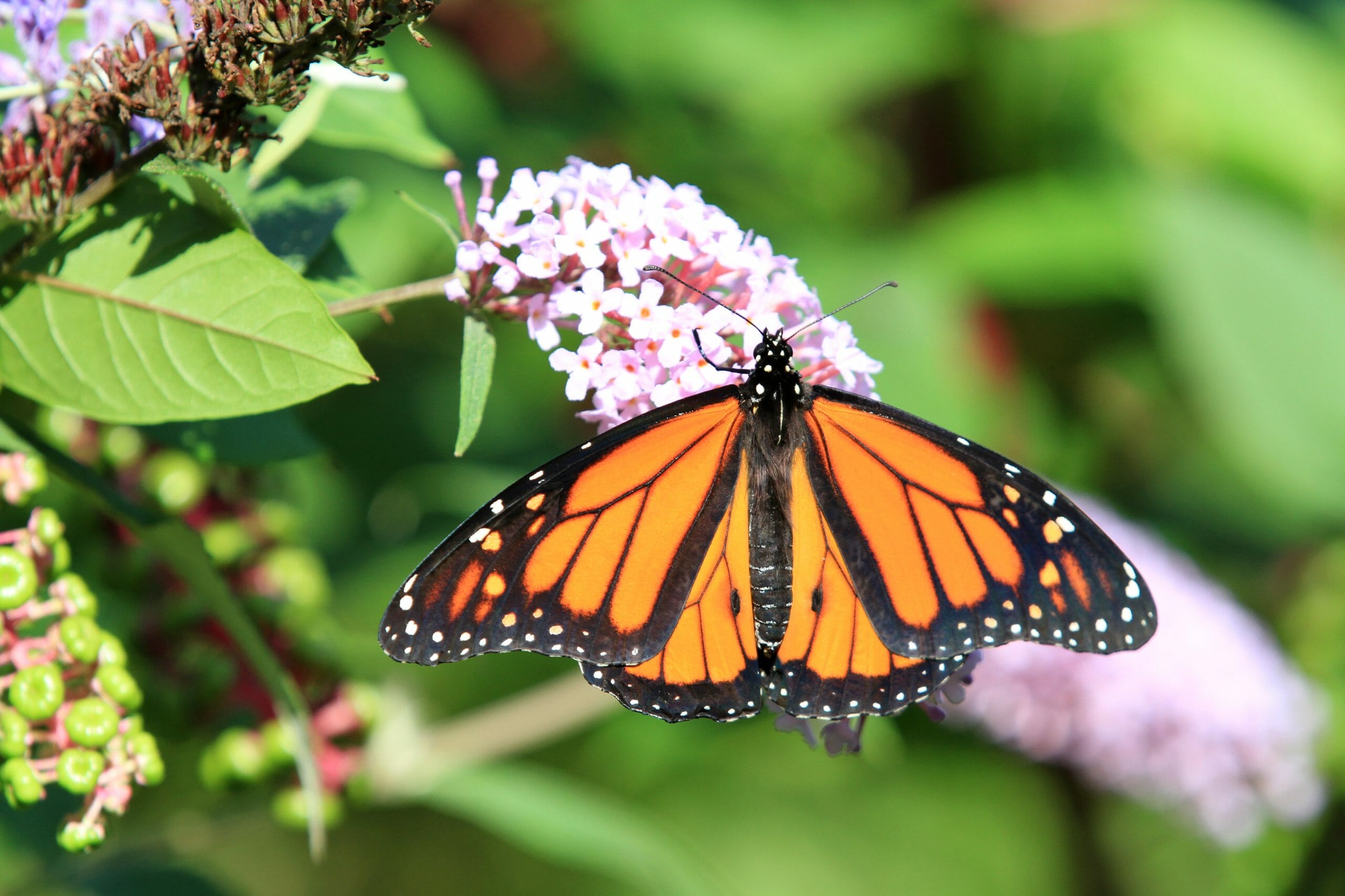 Where to find Monarch Butterflies