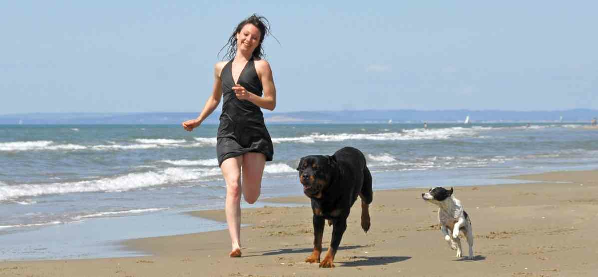 Dog friendly beaches that allow dogs off-leash