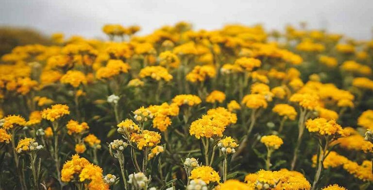 California Coastal Wildflowers – find the best  wildflowers at the beach