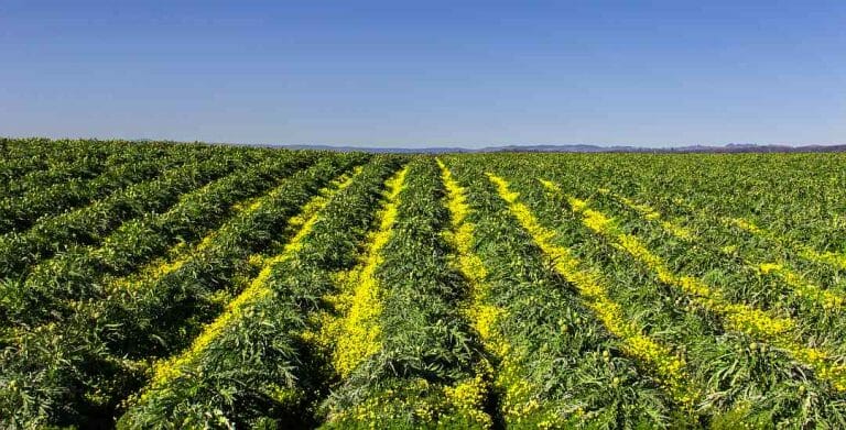 Central California Agriculture – The Salad Bowl of the World