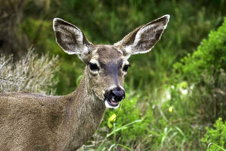 Central California Mule Deer