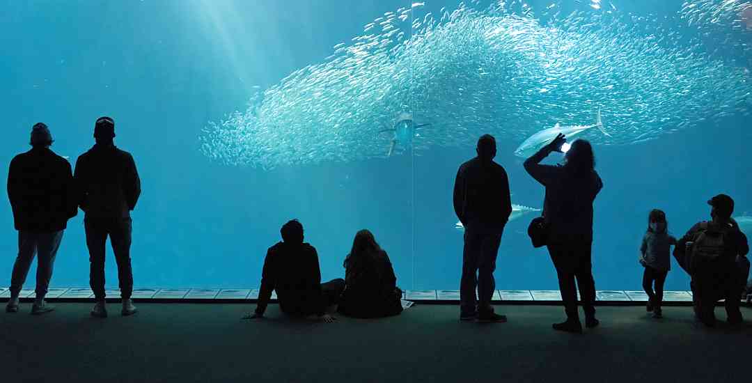 People at the Monterey Aquarium