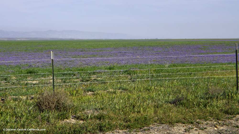 Purple wildflowers near Highway 58