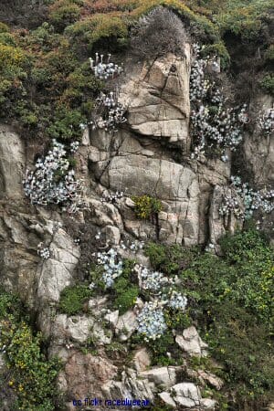 Garrapata beach wildflowers on a rockface