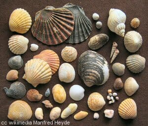 A fine collection of seashells