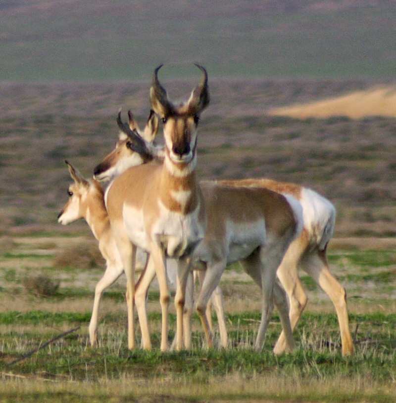Pronghorn Antelope can be seen often here and in the surrounding countryside