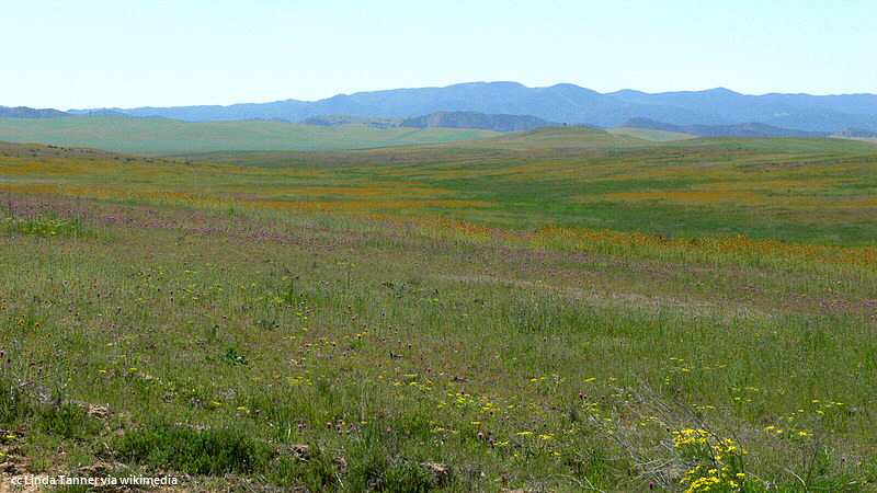 Wildflowers on the floor of the Carrizo Plains