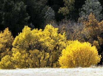 Fall foliage in Cholame Creek in Central California