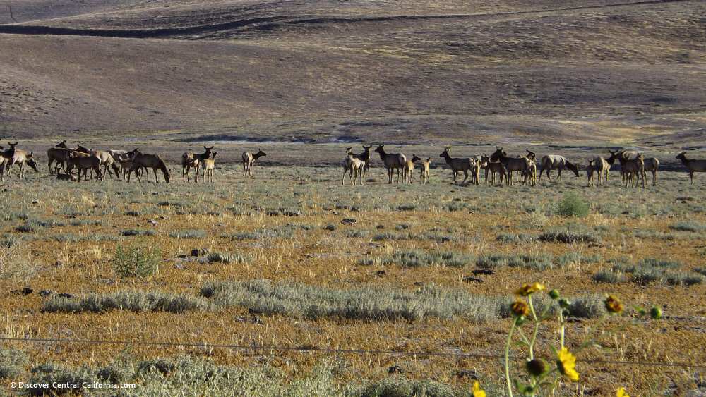 Tule elk on the Jack Ranch