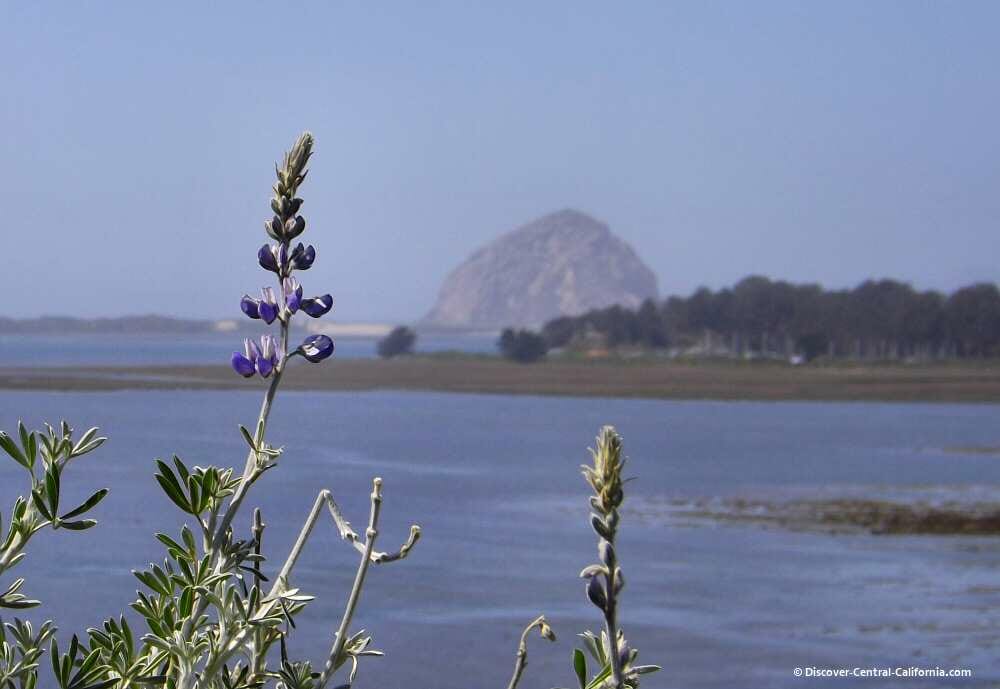 Lupines and Morro Rock at the Elfin Forest