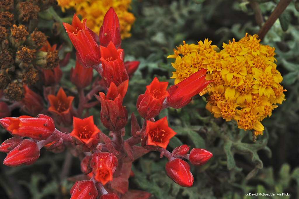 Stunning red and yellow flowers at Moonstone Beach