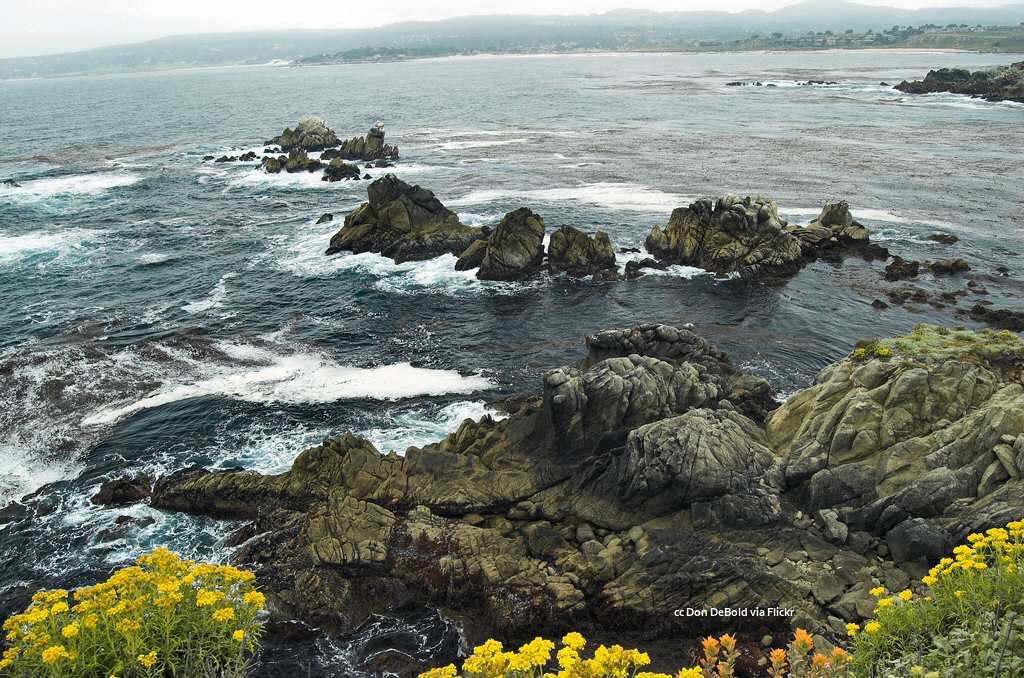 Waters edge wildflowers at Point Lobos