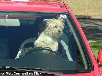 Dog-friendly driving