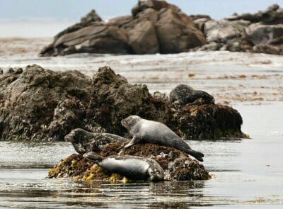 Harbor seals at Estero Bluffs