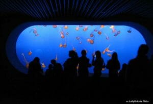 The Monterey Aquarium – The wonders of the ocean up close