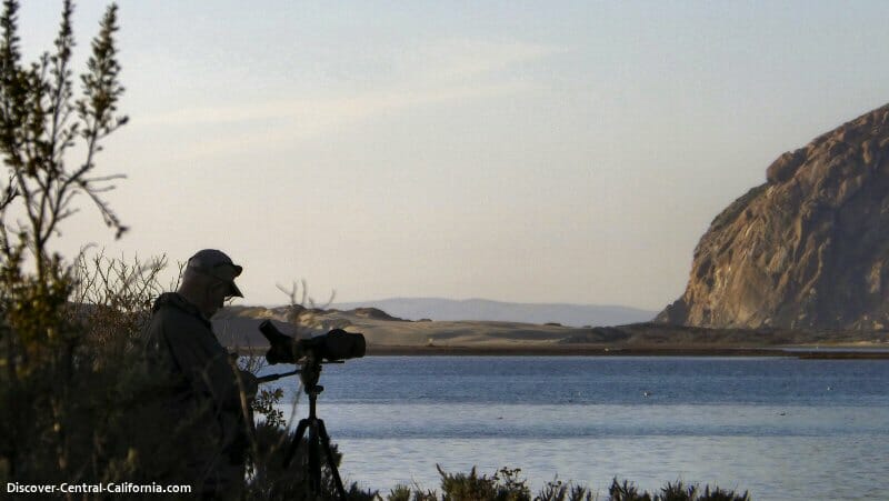 A birder on the Morro Bay Boardwalk with Morro Rock in the distance.