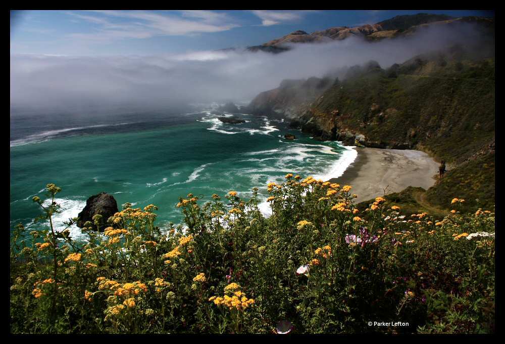 Coastal wildflowers along Big Sur