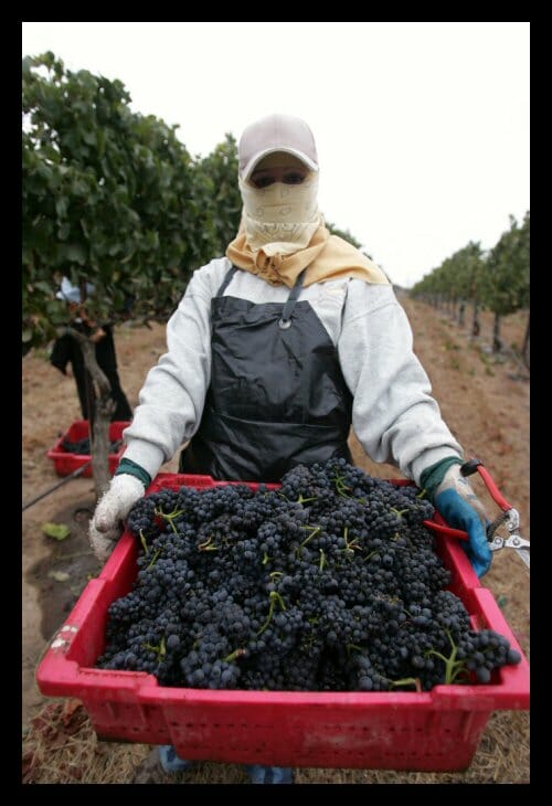 Central California wine grapes being harvested