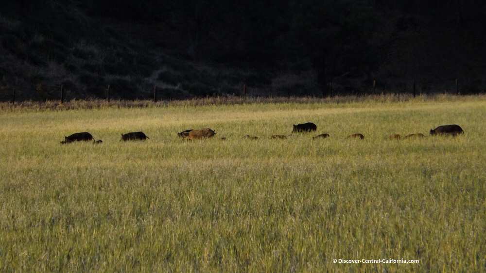 wild pigs in a hay field